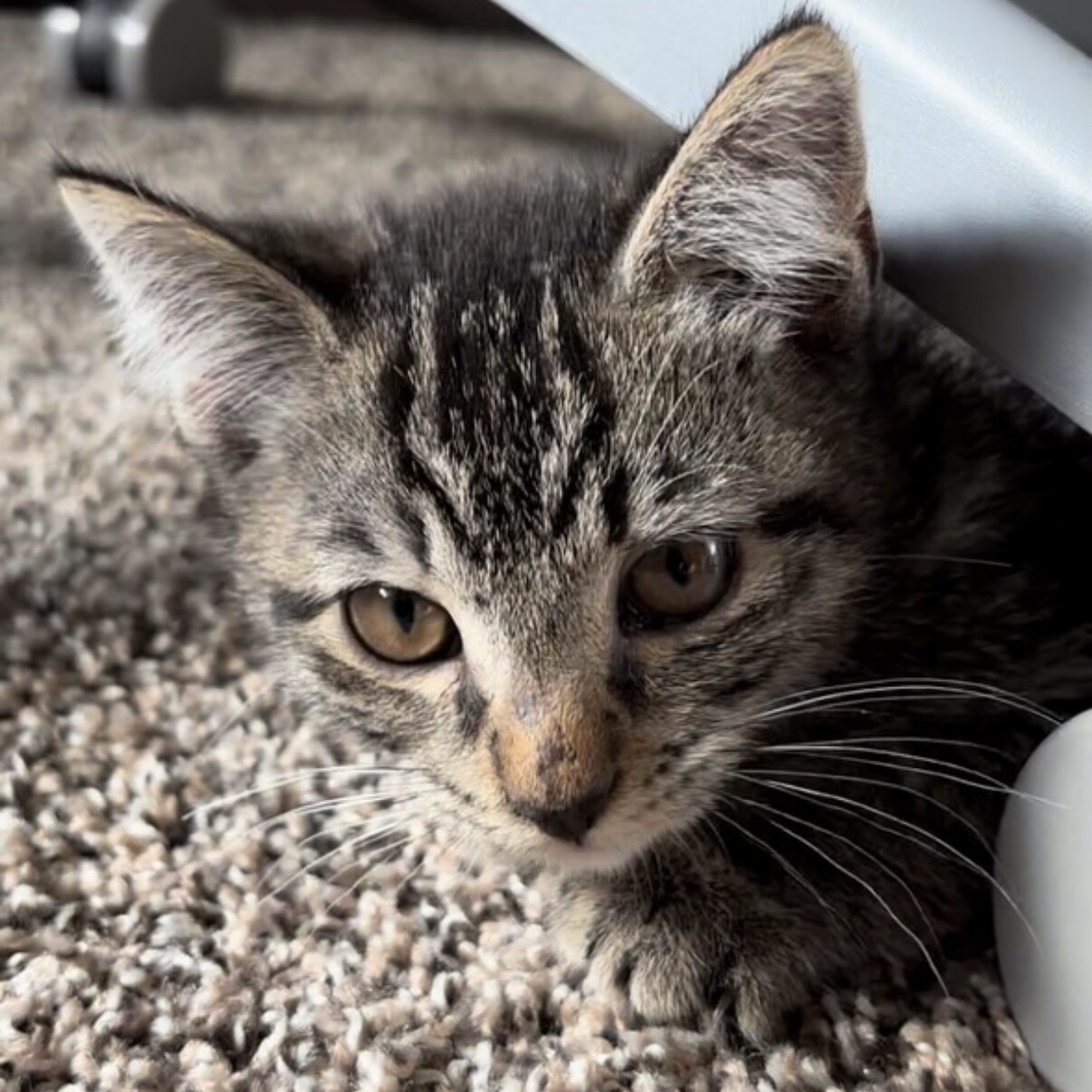 Goose, an adoptable Domestic Short Hair in Kennewick, WA, 99337 | Photo Image 1