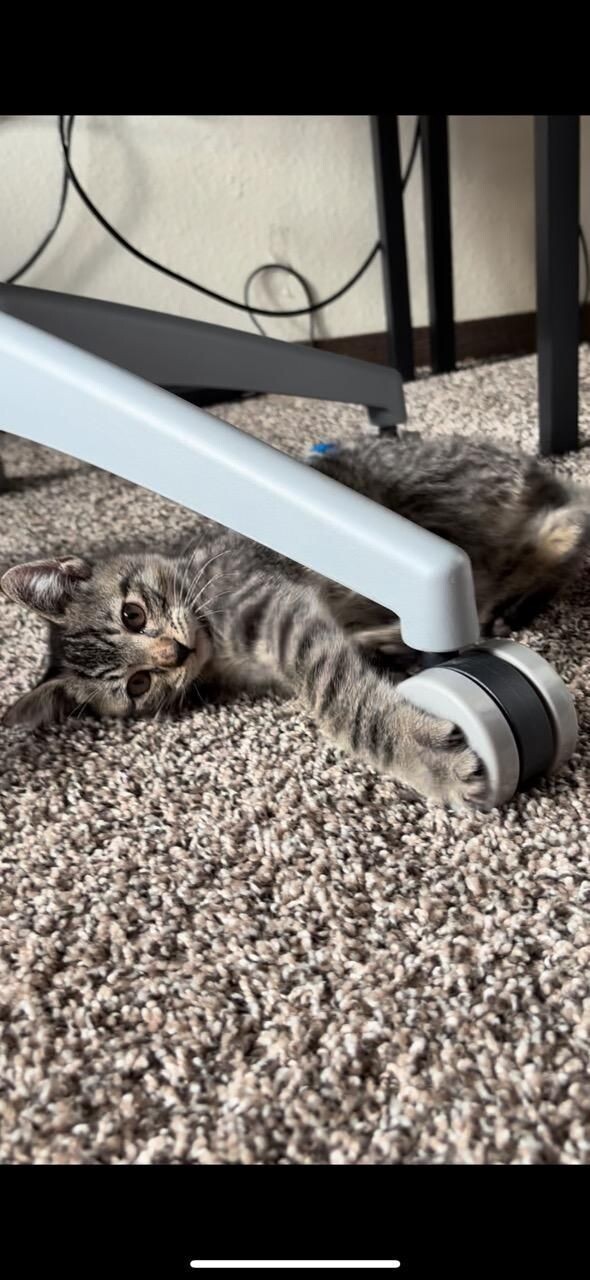 Goose, an adoptable Domestic Short Hair in Kennewick, WA, 99337 | Photo Image 2