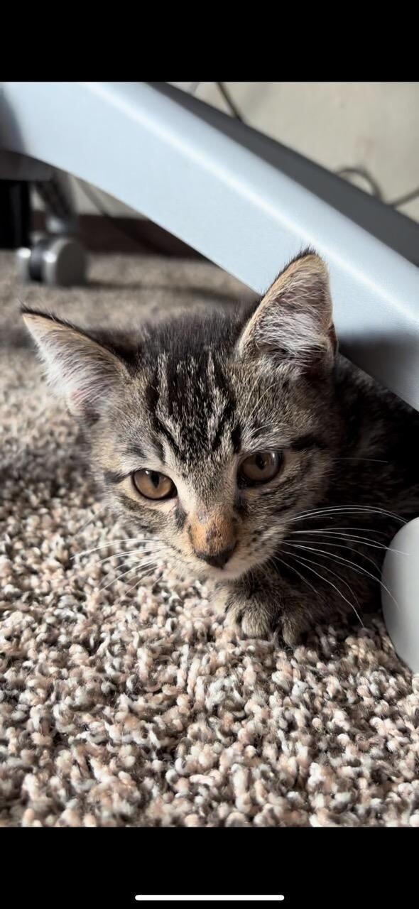 Goose, an adoptable Domestic Short Hair in Kennewick, WA, 99337 | Photo Image 3