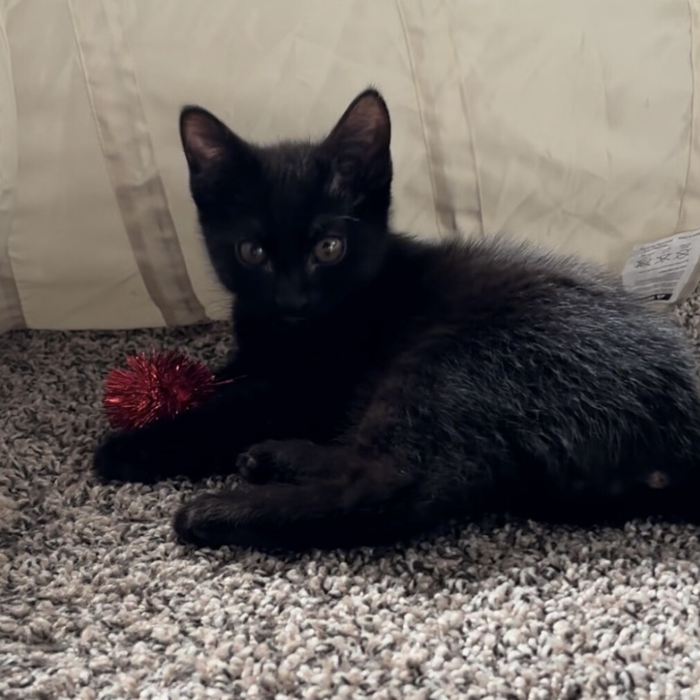 Gilmore, an adoptable Domestic Short Hair in Kennewick, WA, 99337 | Photo Image 1