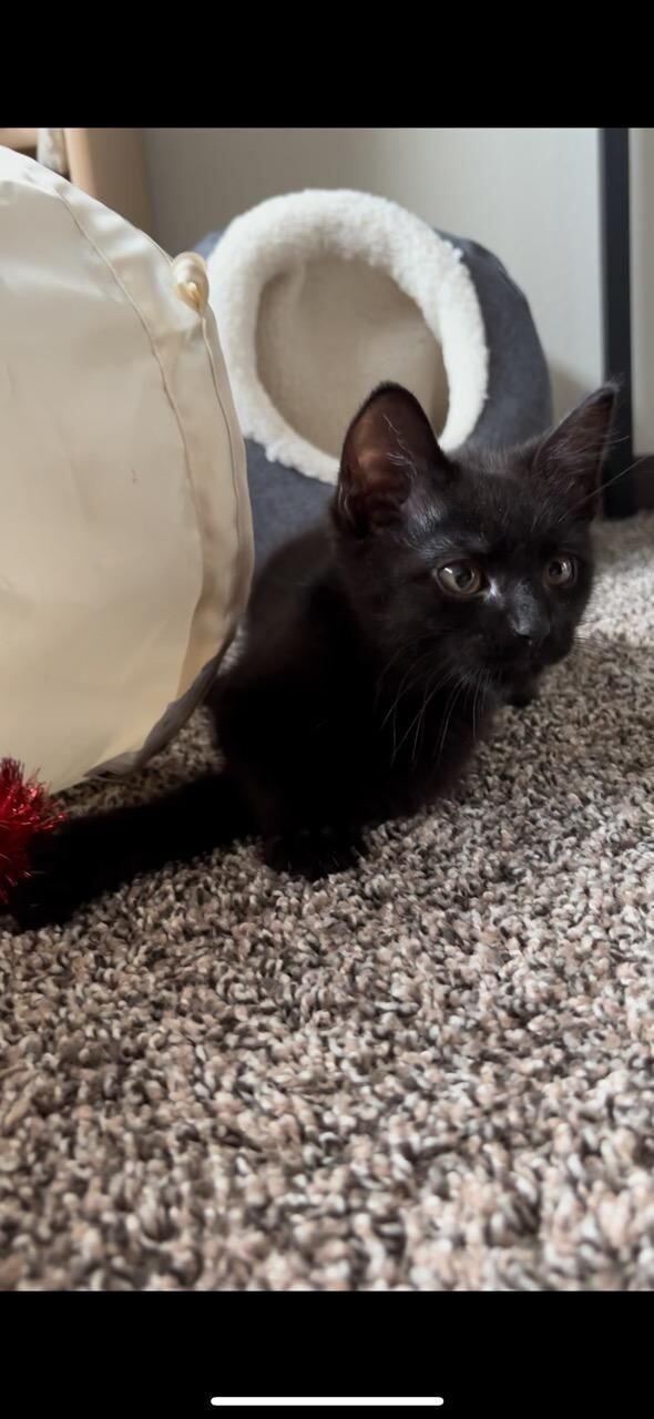 Gilmore, an adoptable Domestic Short Hair in Kennewick, WA, 99337 | Photo Image 2