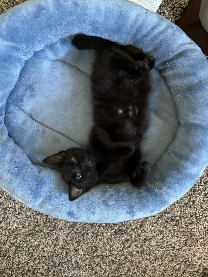 Gilmore, an adoptable Domestic Short Hair in Kennewick, WA, 99337 | Photo Image 5