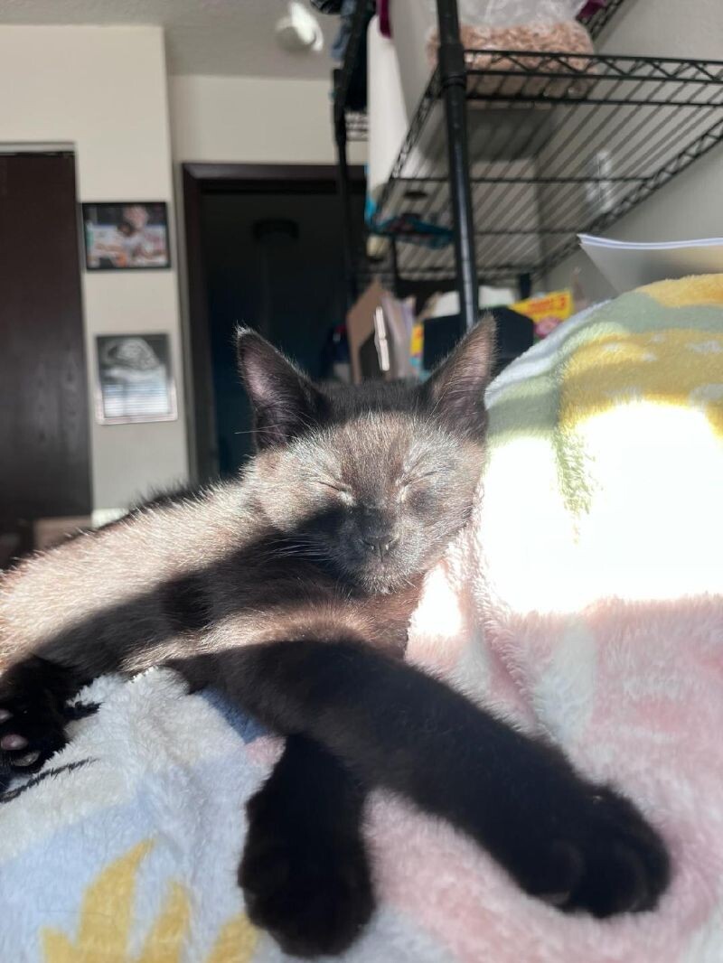 Gilmore, an adoptable Domestic Short Hair in Kennewick, WA, 99337 | Photo Image 6