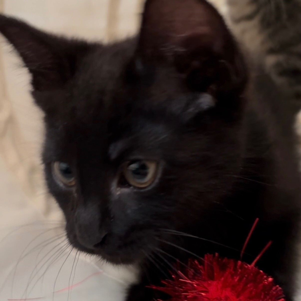 Gibby, an adoptable Domestic Short Hair in Kennewick, WA, 99337 | Photo Image 1