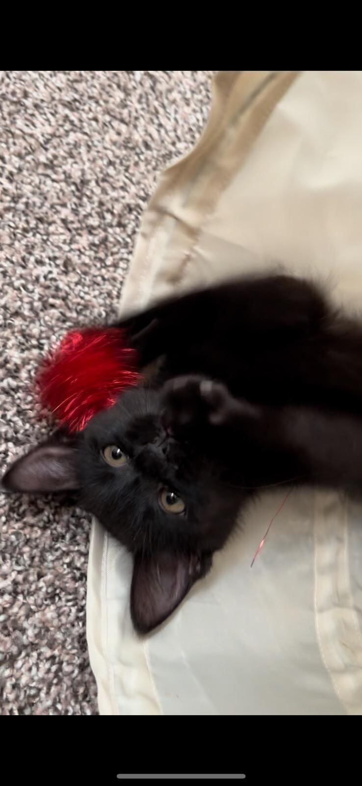 Gibby, an adoptable Domestic Short Hair in Kennewick, WA, 99337 | Photo Image 2