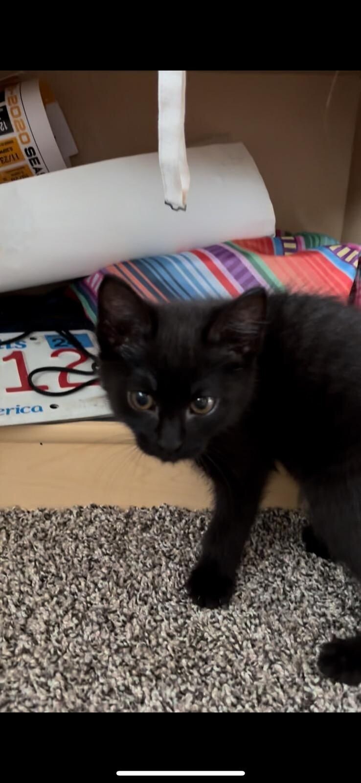 Gibby, an adoptable Domestic Short Hair in Kennewick, WA, 99337 | Photo Image 3