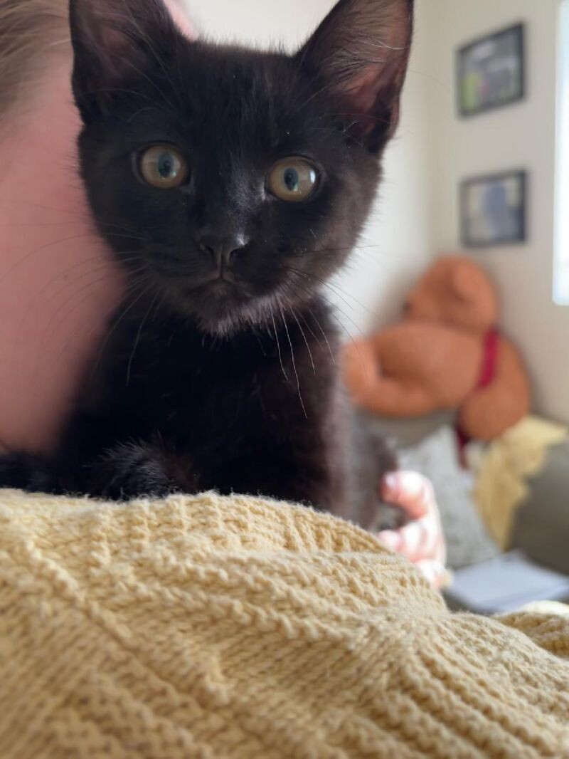 Gibby, an adoptable Domestic Short Hair in Kennewick, WA, 99337 | Photo Image 5