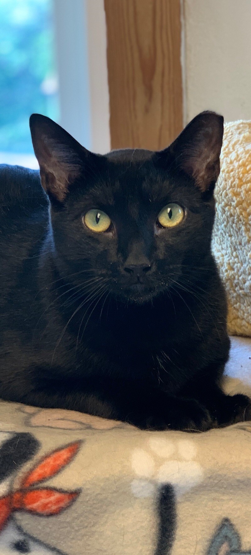 Sammy
