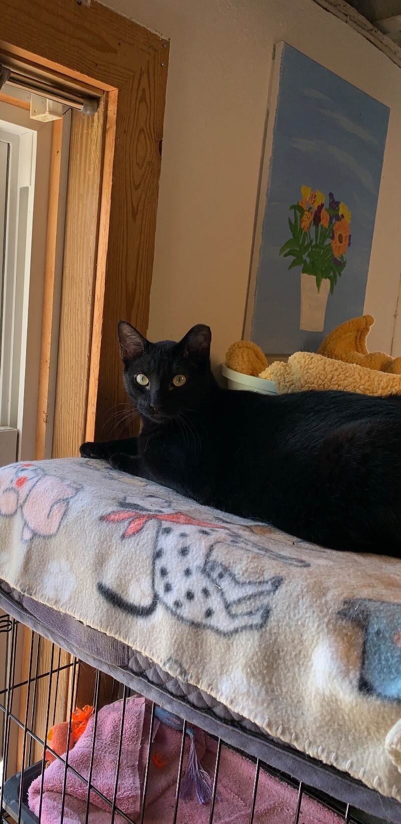 Sammy