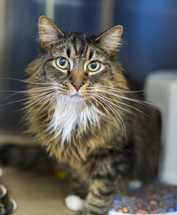 Pancake, an adoptable Domestic Medium Hair in Kennewick, WA, 99336 | Photo Image 1