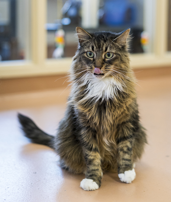 Pancake, an adoptable Domestic Medium Hair in Kennewick, WA, 99336 | Photo Image 2