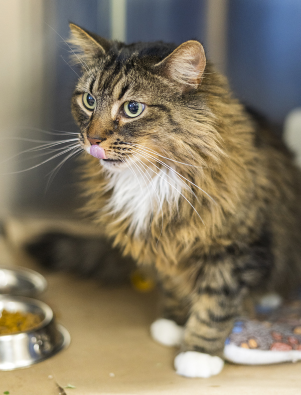 Pancake, an adoptable Domestic Medium Hair in Kennewick, WA, 99336 | Photo Image 3