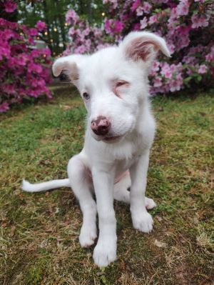 River Merle Border Collie Dog