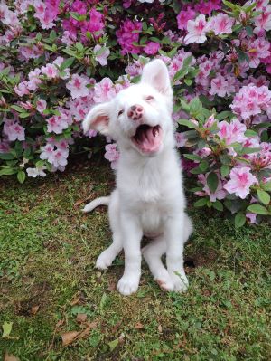 Meet Fawn Merle Fawn Merle is a high-energy female Border CollieAustralian Shepherd mix born on 2