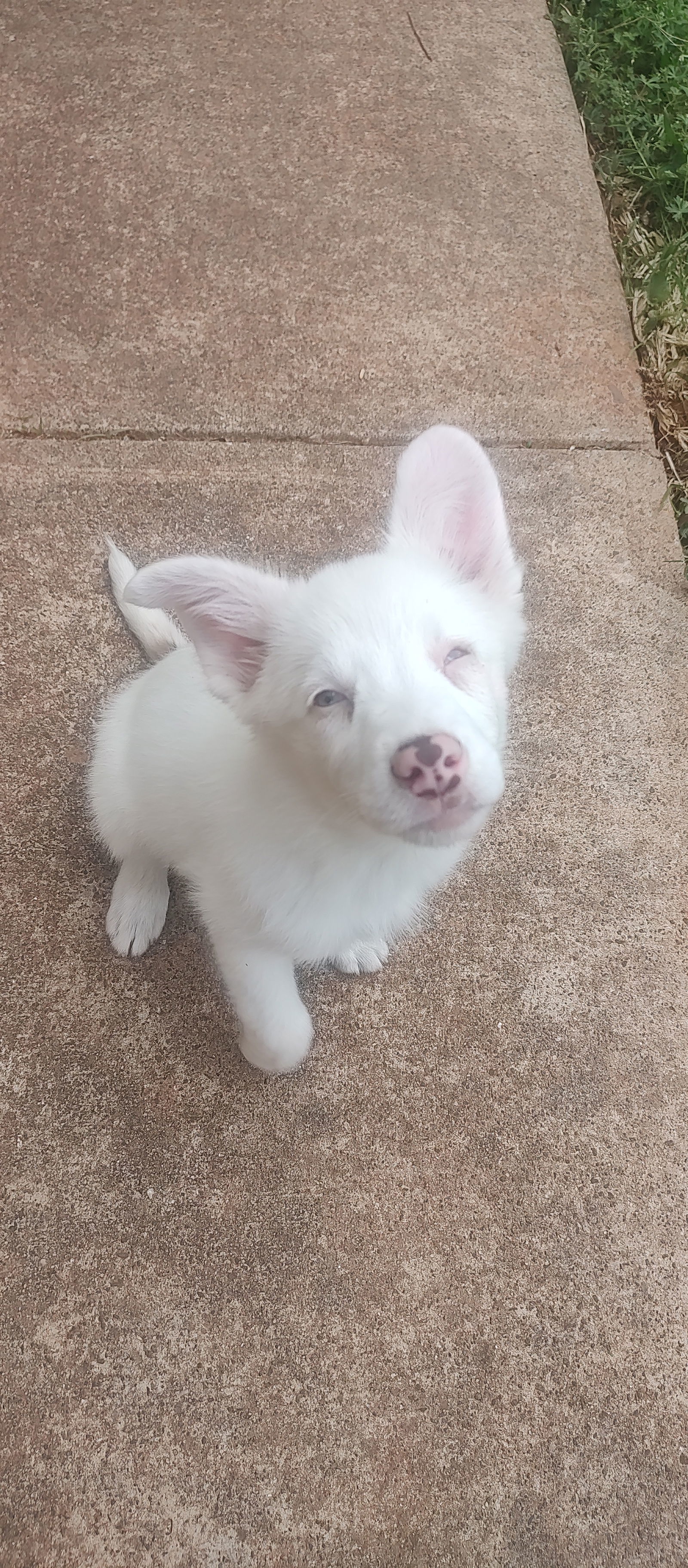 Fawn Merle
