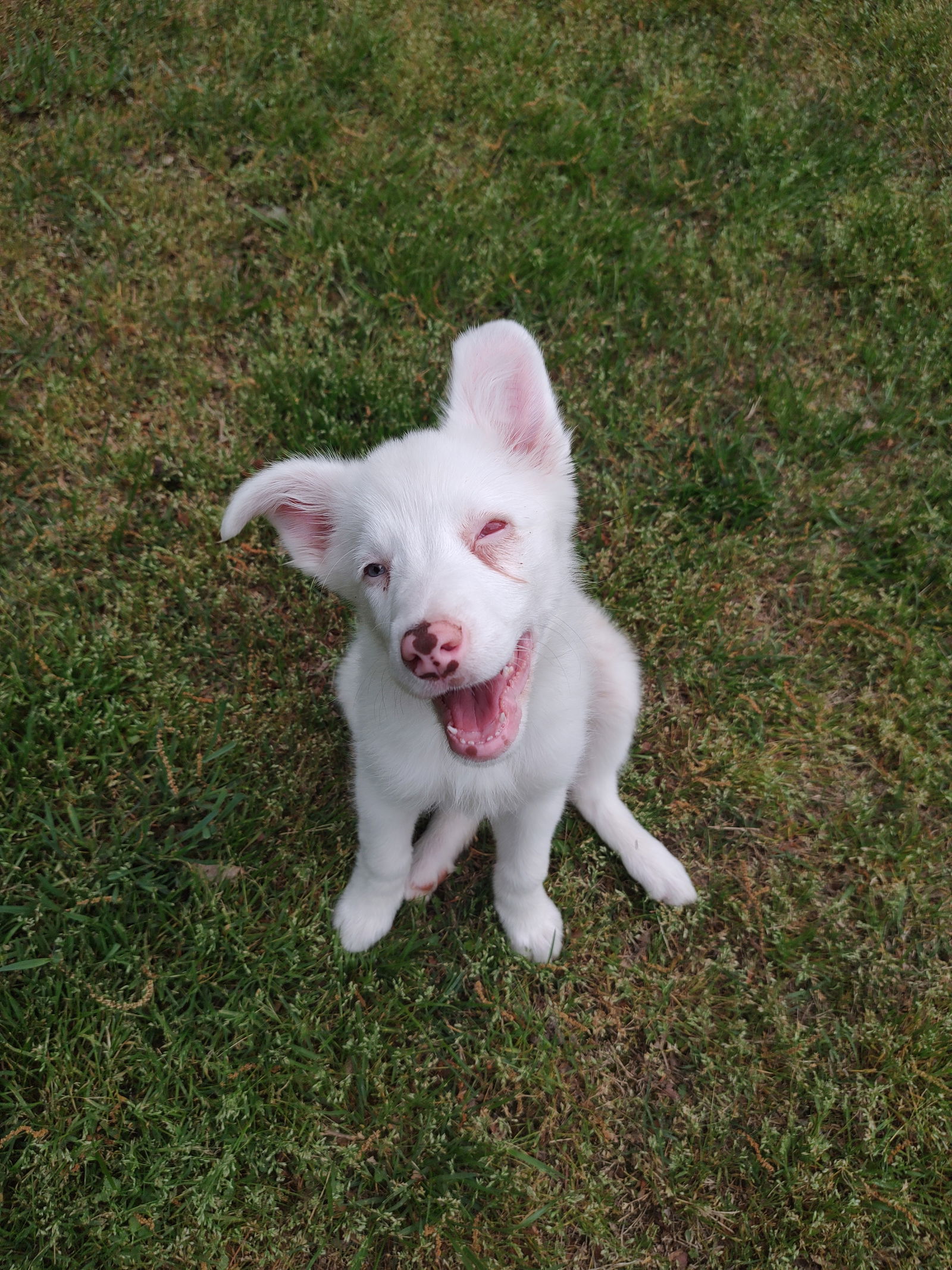 Fawn Merle