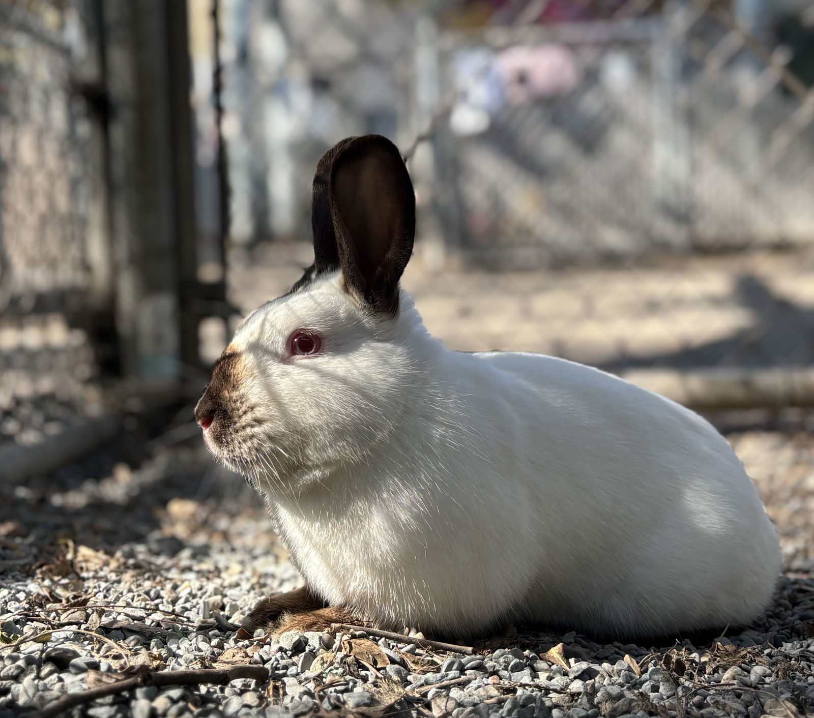 Hugo