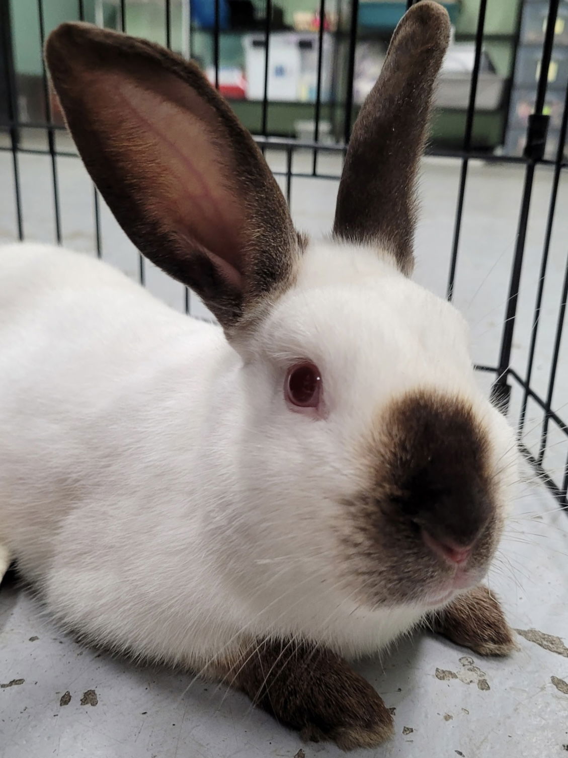 Hugo
