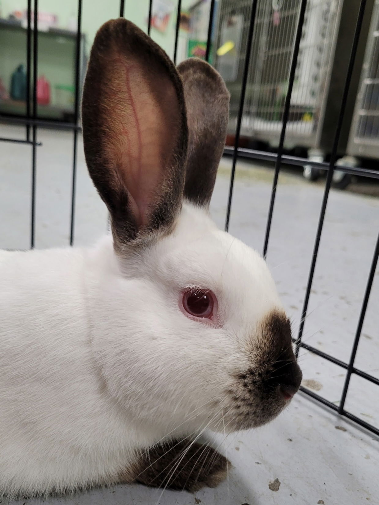 Hugo