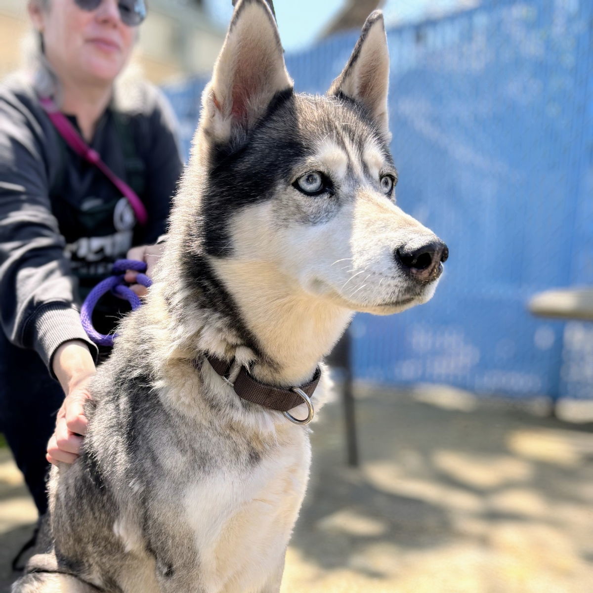 Stella