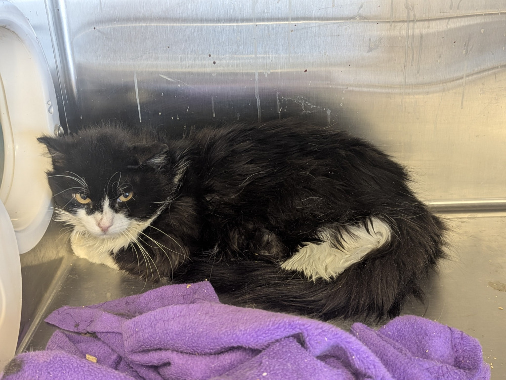 Grumpy, an adoptable Domestic Long Hair in Havre, MT, 59501 | Photo Image 1
