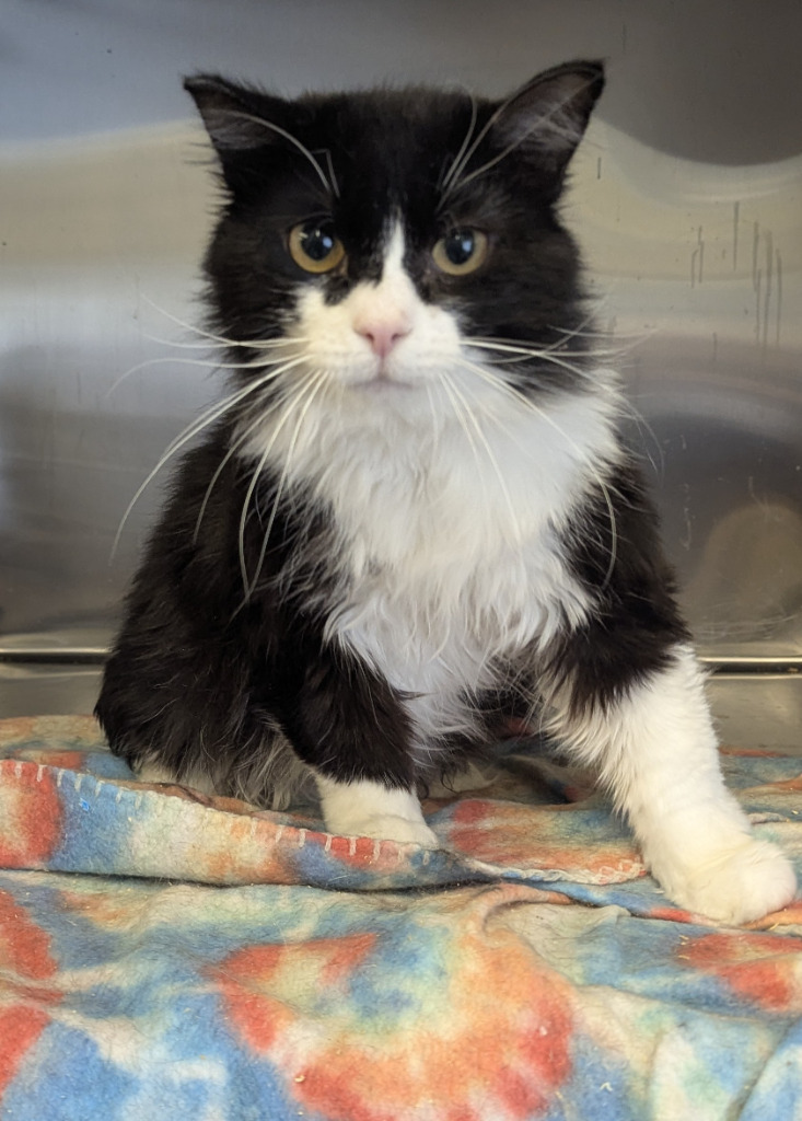 Grumpy, an adoptable Domestic Long Hair in Havre, MT, 59501 | Photo Image 1