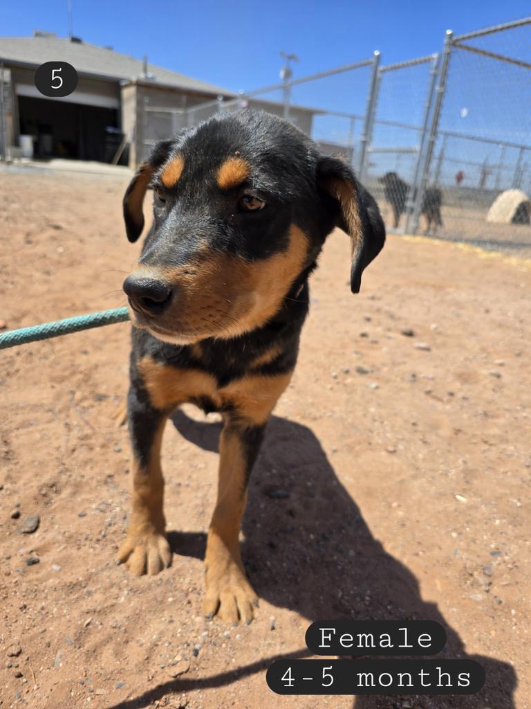 Koala, an adoptable Shepherd, Mixed Breed in Holbrook, AZ, 86025 | Photo Image 1