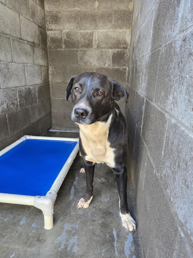 Benji, an adoptable Labrador Retriever, Pit Bull Terrier in Holbrook, AZ, 86025 | Photo Image 1