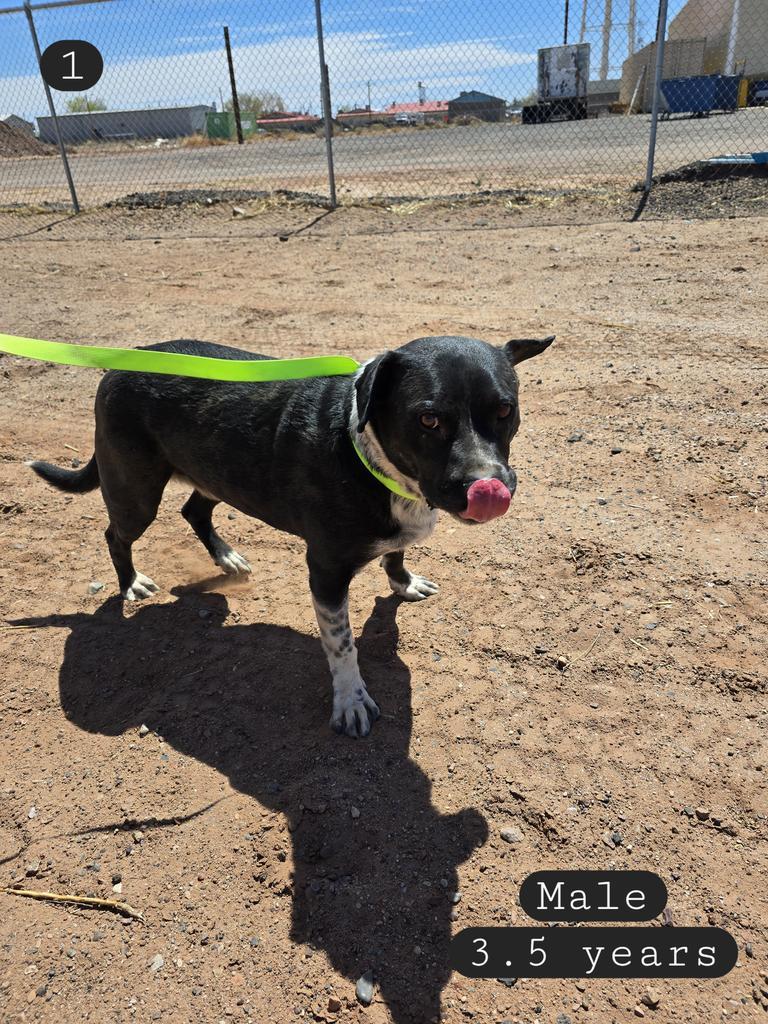 Buddy, an adoptable Labrador Retriever, Pit Bull Terrier in Holbrook, AZ, 86025 | Photo Image 1