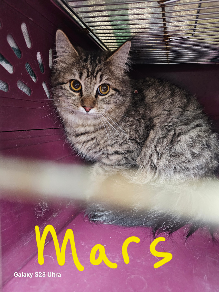 Marsi, an adoptable Domestic Long Hair in The Dalles, OR, 97058 | Photo Image 1