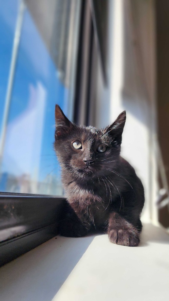 Firefly, an adoptable Domestic Short Hair in Minot, ND, 58702 | Photo Image 1
