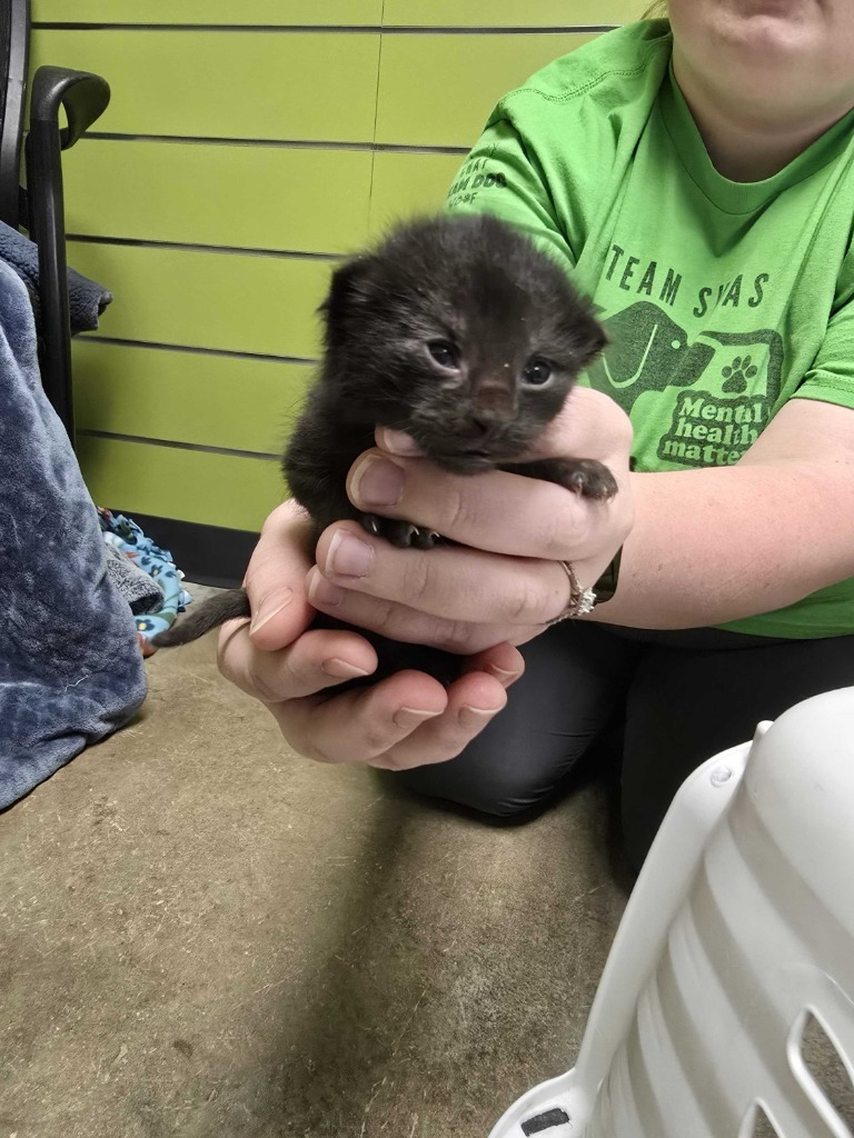Firefly, an adoptable Domestic Short Hair in Minot, ND, 58702 | Photo Image 2