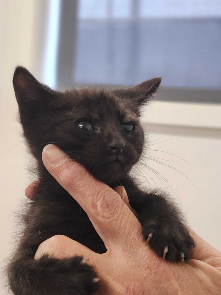 Firefly, an adoptable Domestic Short Hair in Minot, ND, 58702 | Photo Image 3