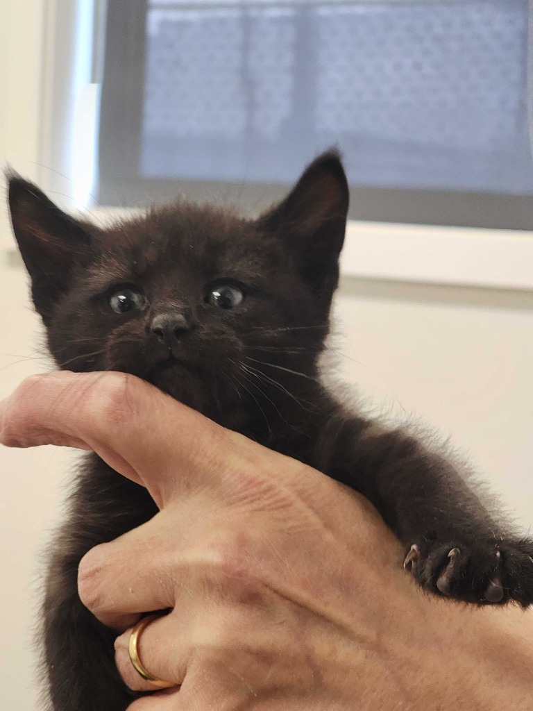 Grasshopper (Hopper), an adoptable Domestic Short Hair in Minot, ND, 58702 | Photo Image 3