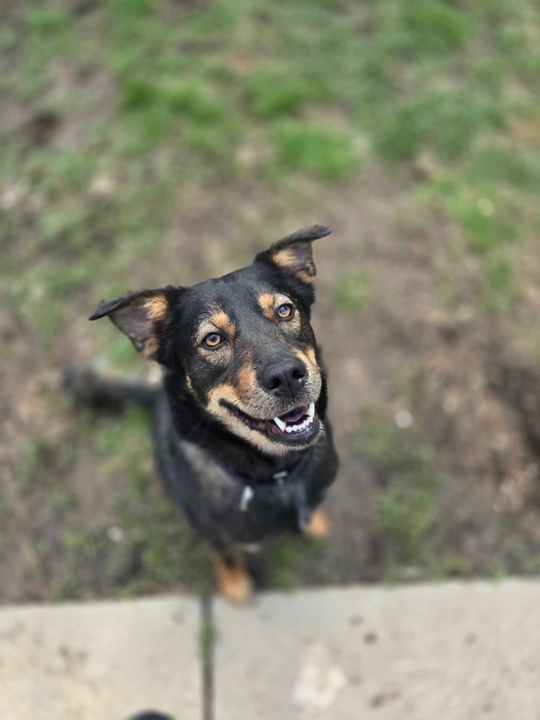 Aladdin, an adoptable Mixed Breed in Minot, ND, 58702 | Photo Image 1