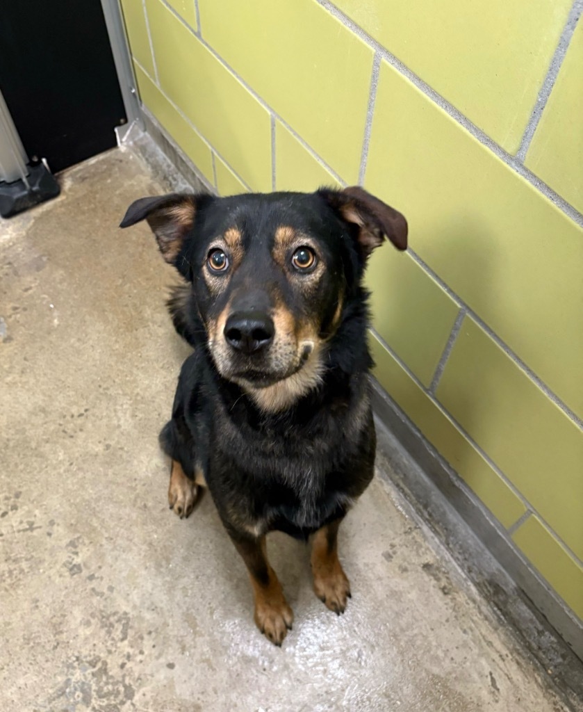 Aladdin, an adoptable Mixed Breed in Minot, ND, 58702 | Photo Image 2