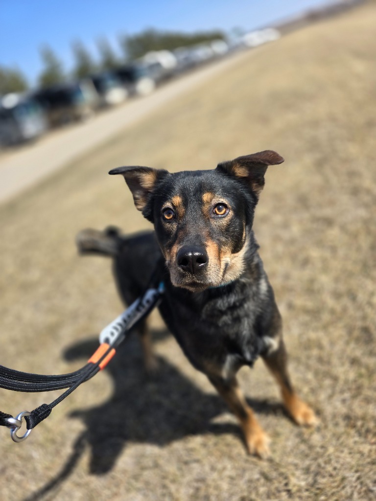 Aladdin, an adoptable Mixed Breed in Minot, ND, 58702 | Photo Image 3