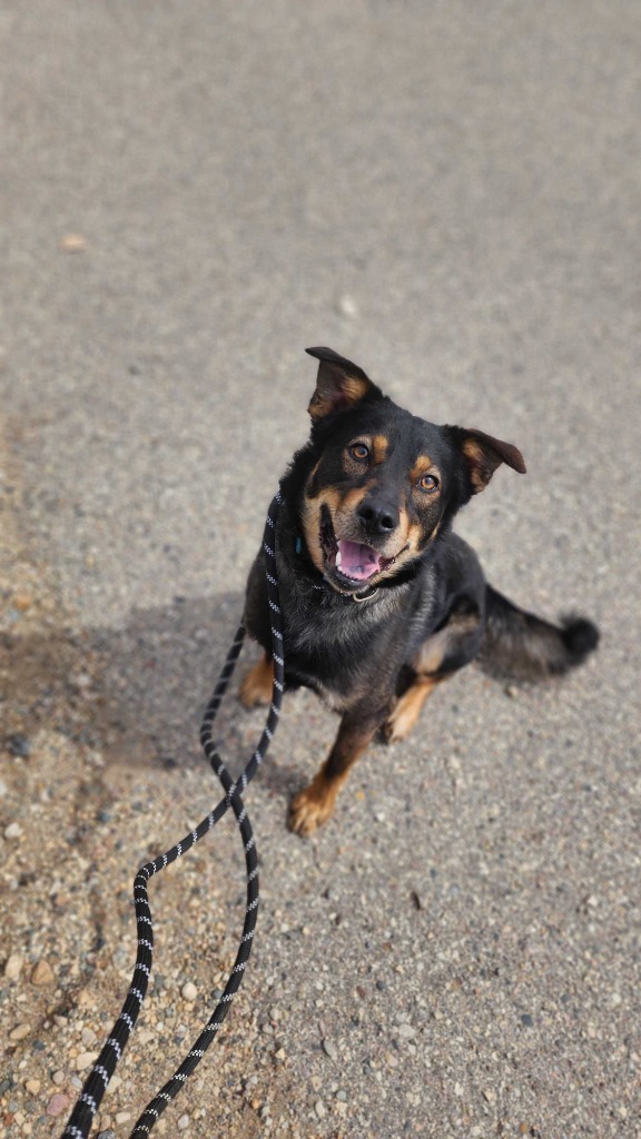 Aladdin, an adoptable Mixed Breed in Minot, ND, 58702 | Photo Image 4