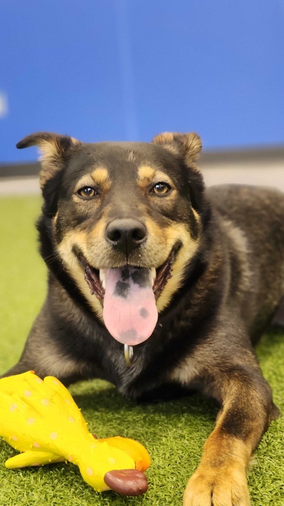 Aladdin, an adoptable Mixed Breed in Minot, ND, 58702 | Photo Image 5