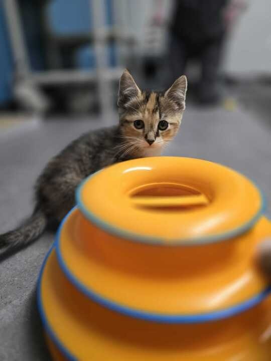 Cocoa
