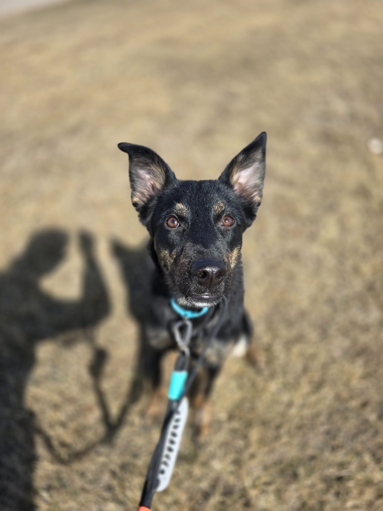 Jasmine, an adoptable Mixed Breed in Minot, ND, 58702 | Photo Image 1