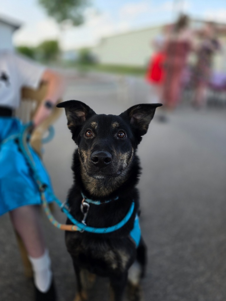 Jasmine, an adoptable Mixed Breed in Minot, ND, 58702 | Photo Image 1