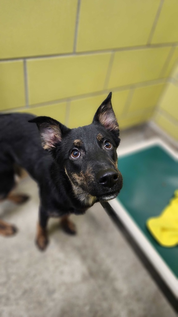 Jasmine, an adoptable Mixed Breed in Minot, ND, 58702 | Photo Image 2