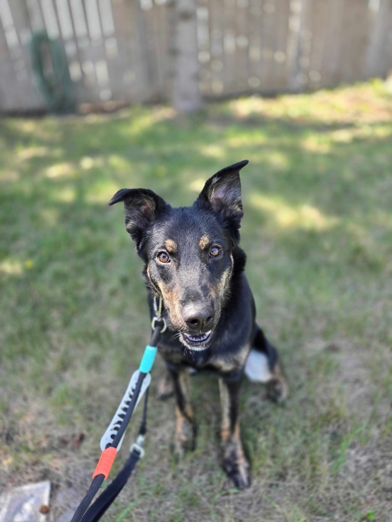Jasmine, an adoptable Mixed Breed in Minot, ND, 58702 | Photo Image 4