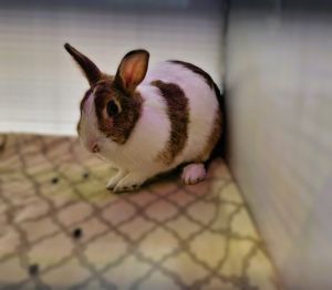 Meadow, Adult Female American