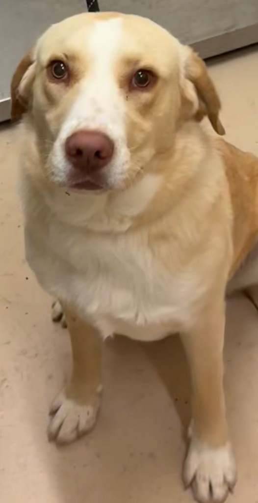 JAKE