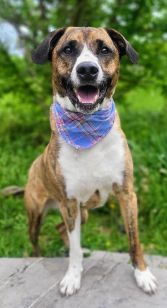 ZEUS