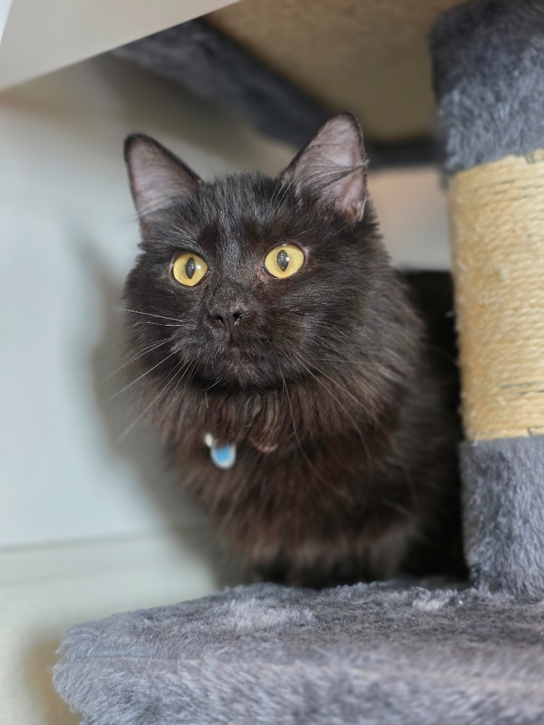 Void (O10), an adoptable Domestic Medium Hair in Minot, ND, 58701 | Photo Image 1