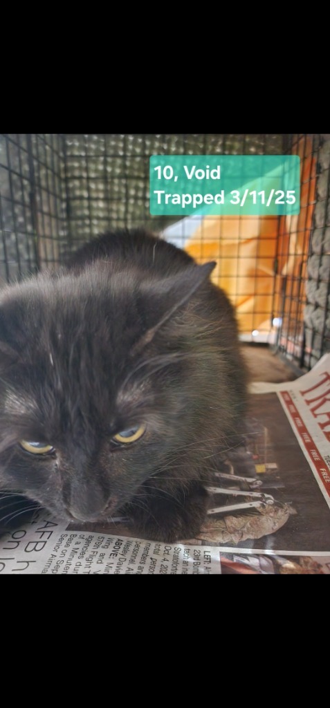 Void (O10), an adoptable Domestic Medium Hair in Minot, ND, 58701 | Photo Image 2