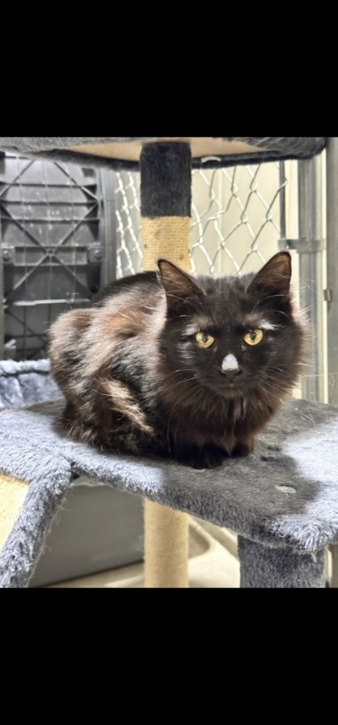 Void (O10), an adoptable Domestic Medium Hair in Minot, ND, 58701 | Photo Image 3
